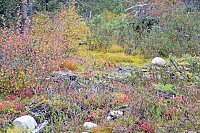 Caribou moss and other common low vegetation