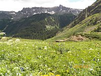 Mountain meadow along jeep trail up to Yankee Boy Basin, Ouray, CO.