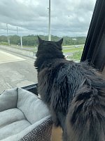 Cam the Kitty doing her Dash-Cam duties while going down the road in our 2016 Adventurer