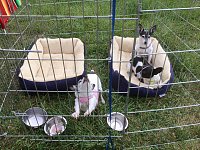 Our dogs don't mind camping as long as they can see us.  The use of this pen means we don't have leashes every where, no tripping hazards.