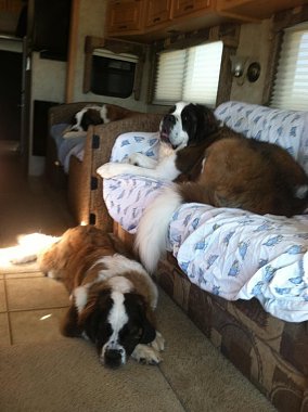 Click image for larger version

Name:	DogBed.jpg
Views:	228
Size:	138.3 KB
ID:	127908