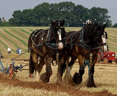 Click image for larger version

Name:	Draft-Horse-Breeds.jpg
Views:	54
Size:	431.9 KB
ID:	181771