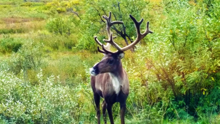 Elk in Denali National Park Alaska.