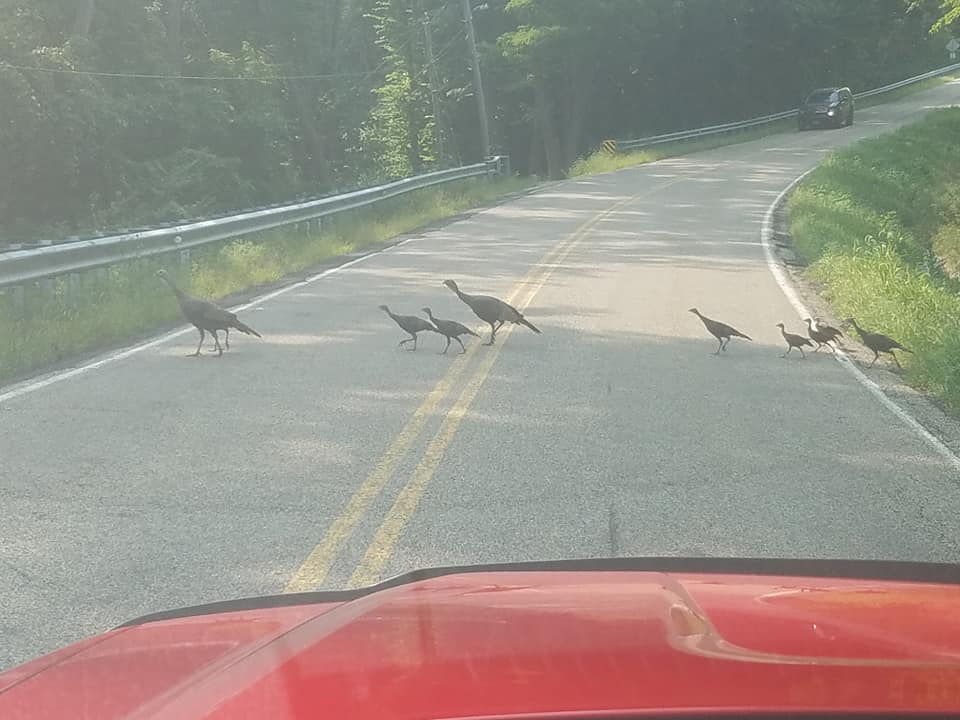 Why did the turkeys cross the road?