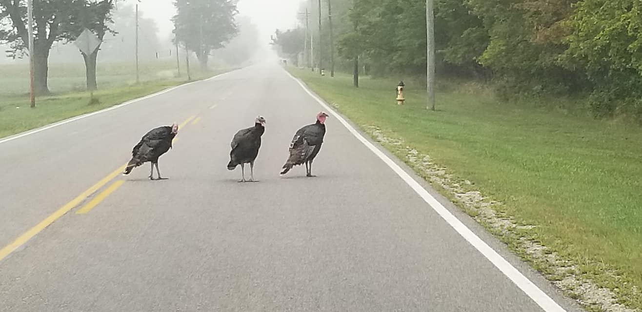 Not the smartest birds, turkeys on the road near Maumee Bay State Park